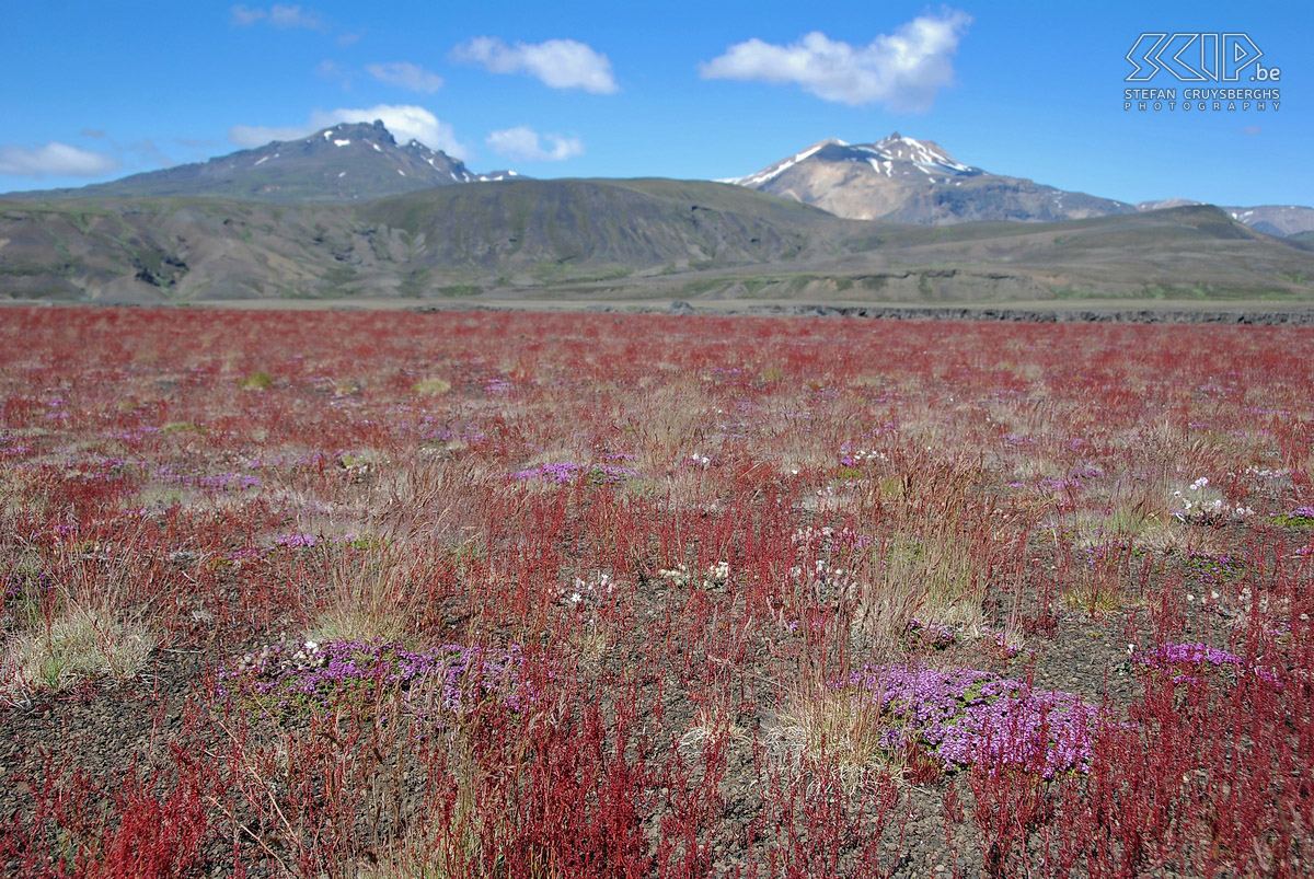 To Þórsmörk - Sheep's sorrel A plain full of red sheep sorrelt (rumex acetosella) and here and there some pink campion (silene acaulis) creates a marvellous palette of colours. Stefan Cruysberghs